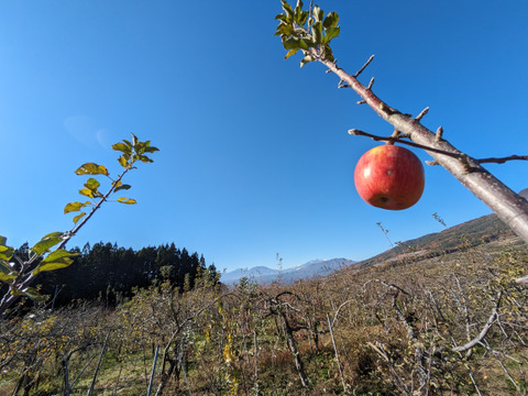 りんご　フジ　　約６８％農薬カット　18-20個　中、小玉　キズ等、黒点できるだけ無いりんご