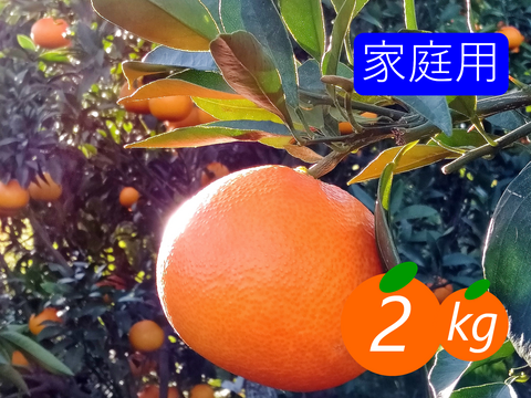 【家庭用】まどんな 2kg みんなトリコになる“”プルプル“”新食感♡高級柑橘♫