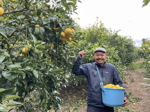 規格外のためお得にどうぞ！黄金柑！ご家庭用９ｋｇ