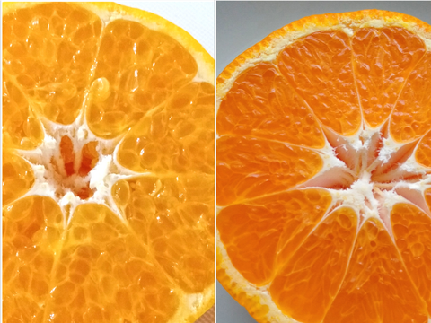 【家庭用】1月の柑橘食べ比べセット 2kg×2箱(混合サイズ) 青島みかん×はるみ
