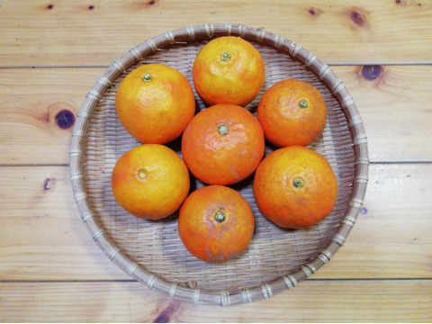 セミノール(ジュースに最適な柑橘)付き野菜セット（８０サイズ箱）（すべて農薬・化学肥料不使用）