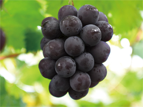 花笑み農園　岡山のニューピオーネ約2kg（3～5房）家庭用【9/9～順次発送】P-2家