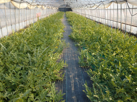 皮のふちまでシャリシャリ甘い！にしまるスイカ(小玉西瓜)　２玉入り(約４kg以上)