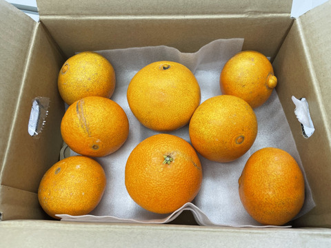 まるで天然ゼリー！まどんな（ご家庭用・2㎏）×２箱 ※１２月上旬発送