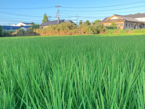 【令和6年新米】農薬・化学肥料不使用（白米20kg）森のくまさん