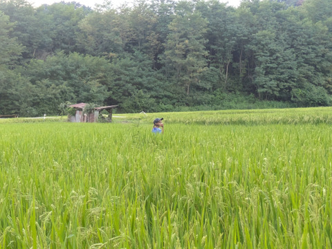 農園2月22日発送予定　搗き立てプチプチ玄米餅　1キロ