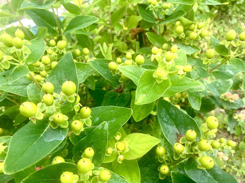 【10本、40㎝】夏に強い丈夫なヒペリカム（グリーン・ピンク）ドライフラワーにも。