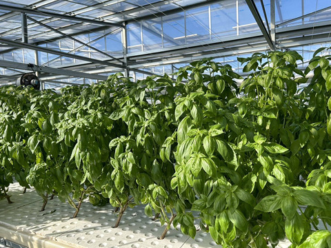 新鮮直送！「水耕栽培バジル」1kg　静岡県磐田市産