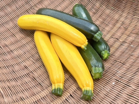 大きくて食べごたえ抜群！つやつやズッキーニ  ２kg（8本〜10本）