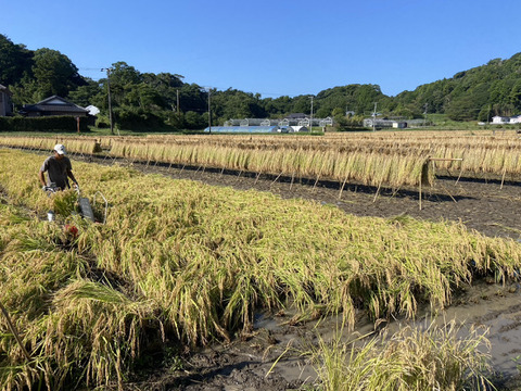 ひとめぼれ 玄米5㎏　農薬・肥料不使用　天日干し！