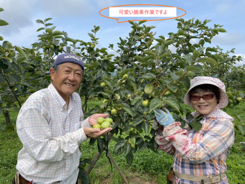 甘柿『 太秋柿 』甘くて美味しい　小箱サイズ４Ｌ・５個・１.55kg以上化粧箱入り