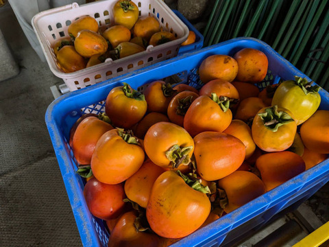 【群馬県みどり市産】蜂屋柿　干し柿用生渋柿　ご家庭用　約4KG