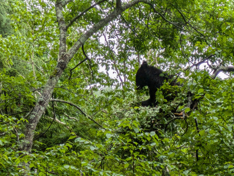 笹の葉　３０枚　大小様々　新葉多め