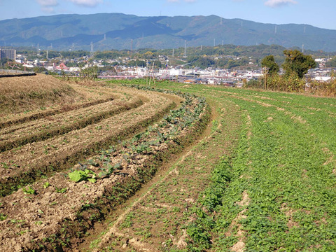 にんじん＆葉物 自然栽培 自家採種