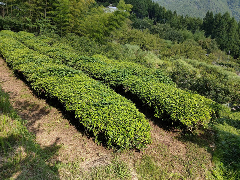 【セット商品】山のとんがらし(20g)・そらのお茶(200g)
