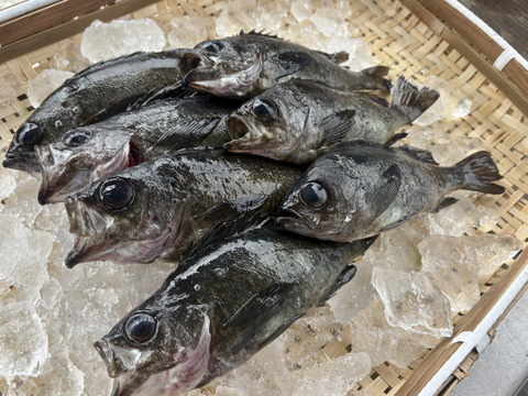 漁師直送！！鮮魚BOX　5種以上