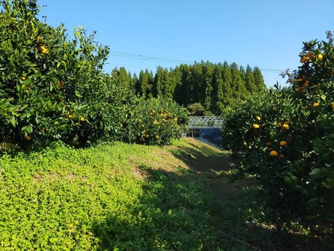 数量限定[お歳暮] 冬の味覚【不知火柑】大人気！熊本名産初モノ加温栽培！９～10玉 化粧箱  [贈答] [自宅用] にどうぞ！ とっても爽やかジューシー♪ 【冬ギフト】