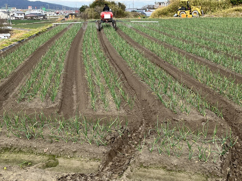 【淡路島の傑作】とろける極上の甘み！新玉ねぎ「七宝」　５kg（サイズ混合）