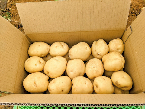 【初出品 ご注文6/24まで】(男爵)ホクホク白肌 三方原馬鈴薯 5kg