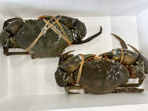 【１個だけ限定商品】30％値引きしました。🦀ノコギリガザミ　ドウマンガニ のこぎりがざみ 急速冷凍品 約1290g オス2杯 冷凍蟹 冷凍カニ かに 宮城県松島湾産　0924-3