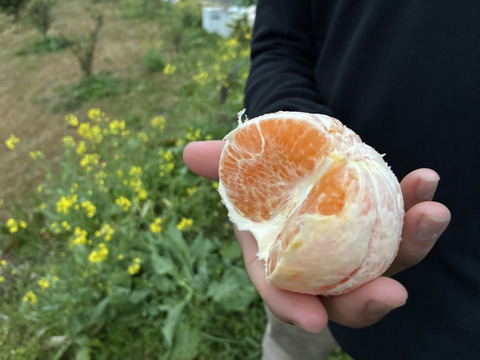 鹿児島県枕崎市産　完熟【せとか】数量限定販売です！！