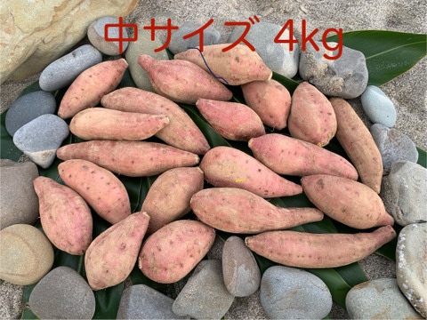 甘味あふれるオーガニック安納芋・中サイズ(食べ応え抜群！)4kg・種子島産