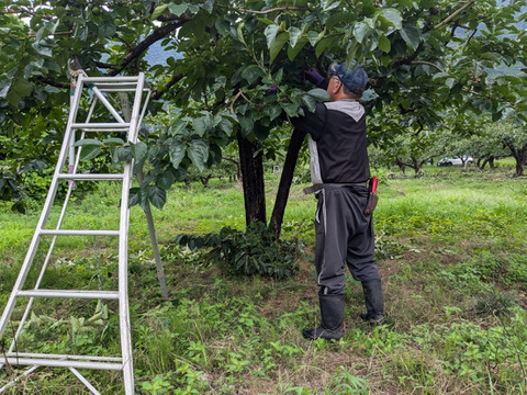 【群馬県みどり市産】蜂屋柿　干し柿用生渋柿　ご家庭用　約4KG