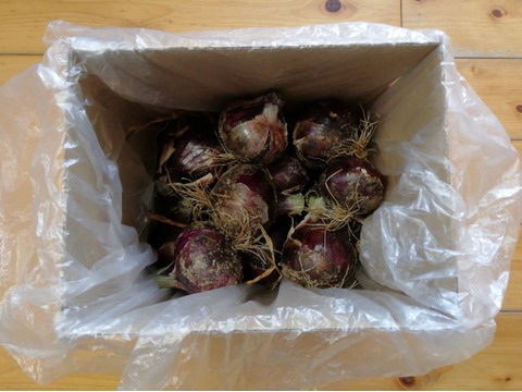 新赤タマネギ　２．５㎏【農薬化学肥料不使用】【酢タマネギのレシピ入り】【金曜日常温便で発送】【熨斗(のし)対応可】