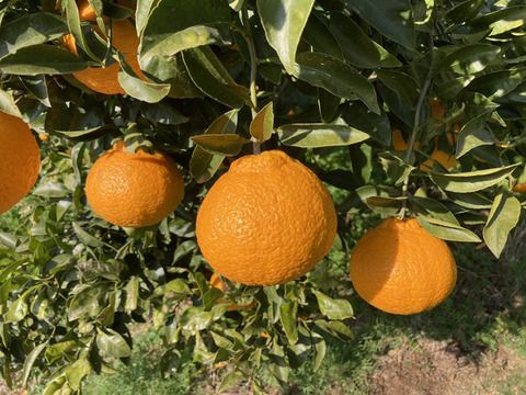 甘くてジューシー！『広島県産しらぬい』15kg（60個前後）