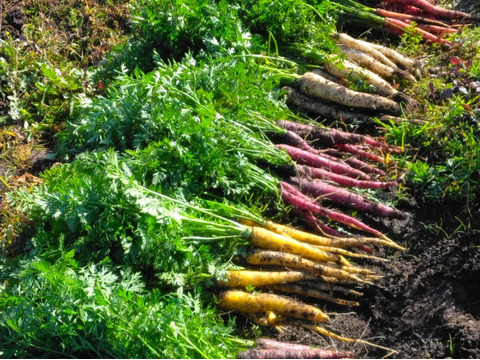 3kg🥕元気な彩り！食卓が盛り上がる！カラフルにんじん《農薬・化学肥料不使用》