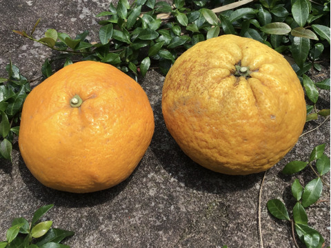 【農薬不使用】ねこ農園の甘夏1kg&無選別レモン2kgセット【ノーワックス】