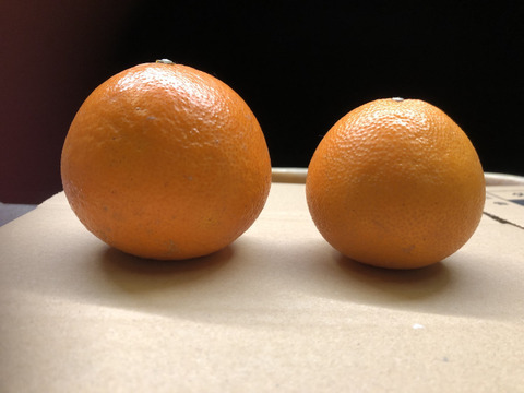 愛媛が誇る高級柑橘！ふぞろいのこまどんなたち！2kg(15玉前後)（ご家庭用）