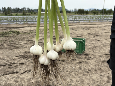 採れたて新鮮！鳥取大山の麓　にんにく100g！　女性のパワーで大地を彩る