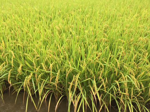令和４年度産　徳島県産アキサカリ玄米20㎏