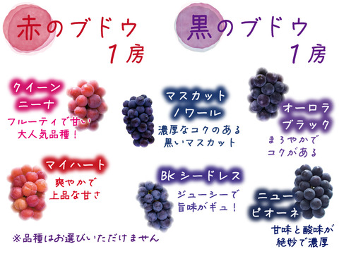 花笑み農園　岡山のぶどう『彩り３種食べ比べ』1.8kg（3房）家庭用【9/21～順次発送】3M-2家