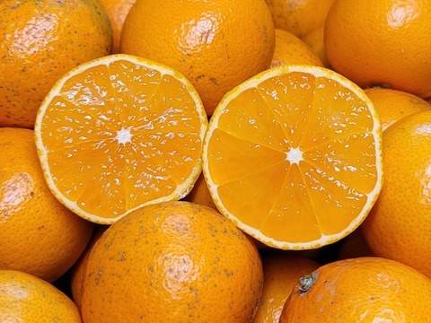 【清見オレンジ 8kg】サイズ混合小玉多め　和歌山県有田市　産地直送