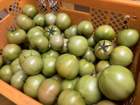 未成熟の青もぎトマト 2kg・バラ