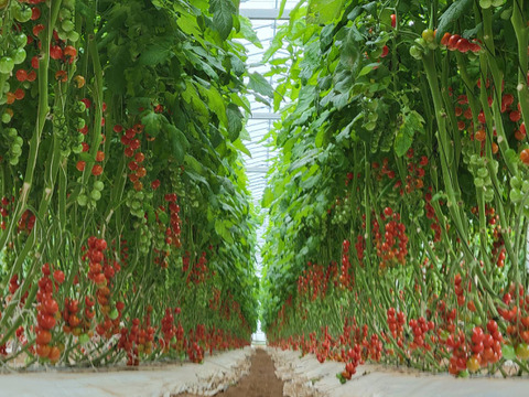 飲める！なめらか過ぎてスプーン不要🍅お日様えくぼのミニトマトジュレ150g×４P