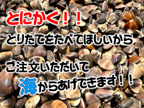 【贈り物に！】販売再開！大粒活はまぐり３㎏入り(約45～60個前後)【オリジナル箱付き】
