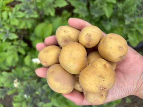 【ころころ新じゃがいも】《ミニきたあかり　箱入り５kg》　お子様も「皮ごとまるごと食べれる」ミニサイズ！　新じゃが