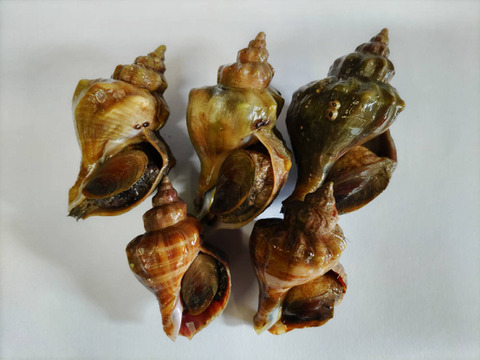 青森県陸奥湾　青つぶ貝　約2キロ