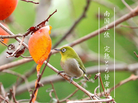 【樹上完熟】南国土佐 完熟蜜柿お試し１ｋｇ（５～７玉）ご家庭用 農薬不使用 自然栽培 四万十産