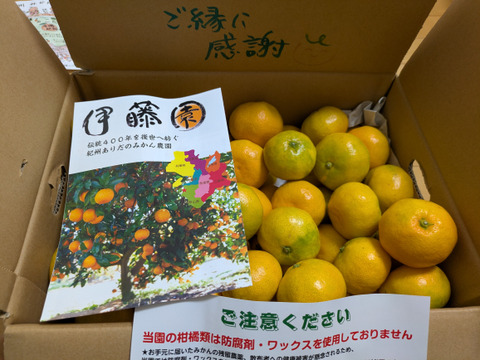 感動のみかん！防腐剤不使用S~Mサイズ5kg とみ子ばぁばの宮川早生みかん＜有田産>【夜市限定】