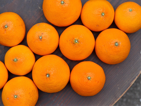 【樹上完熟】完熟プリンセス３ｋｇ 農薬不使用 自然栽培 愛媛県産