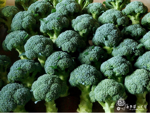 《ベジコレ》淡路島産島のトレンド野菜コレクション!!　お任せセット　-100サイズ-