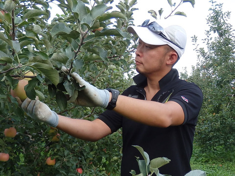 葉とらずサンふじ　5キロ箱【安全安心】JA基準より60％減の低農薬栽培