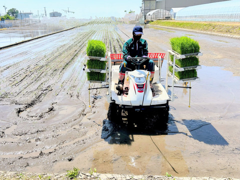 令和6年産玄米20㎏「こしひかり」：埼玉県産のお米｜食べチョク