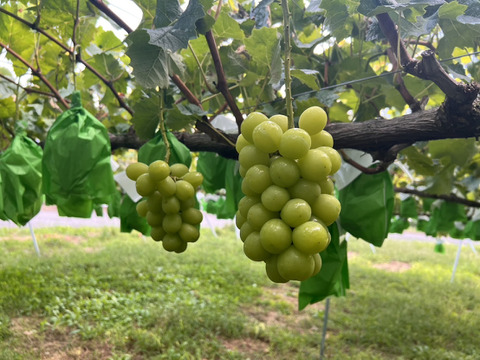 爽やかでフルーティー！駒ヶ根産シャインマスカット　3〜4房