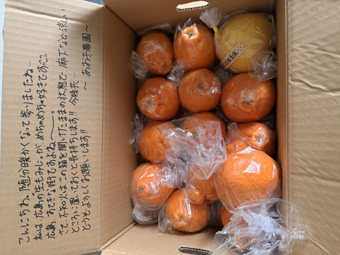 ♪佐賀県産ハウス栽培♪
不知火　家庭用個包装3㌔　合計12個前後