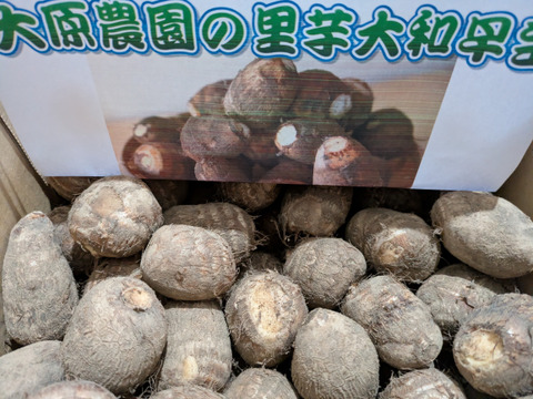 【期間限定】とろーり里芋！『大和早生』（2㎏）Mサイズ